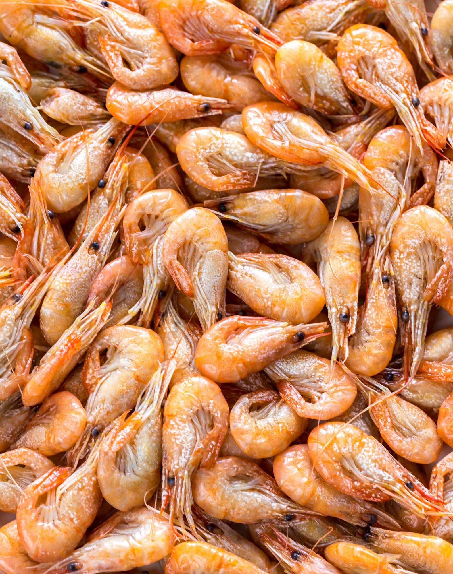 Fresh Shrimps