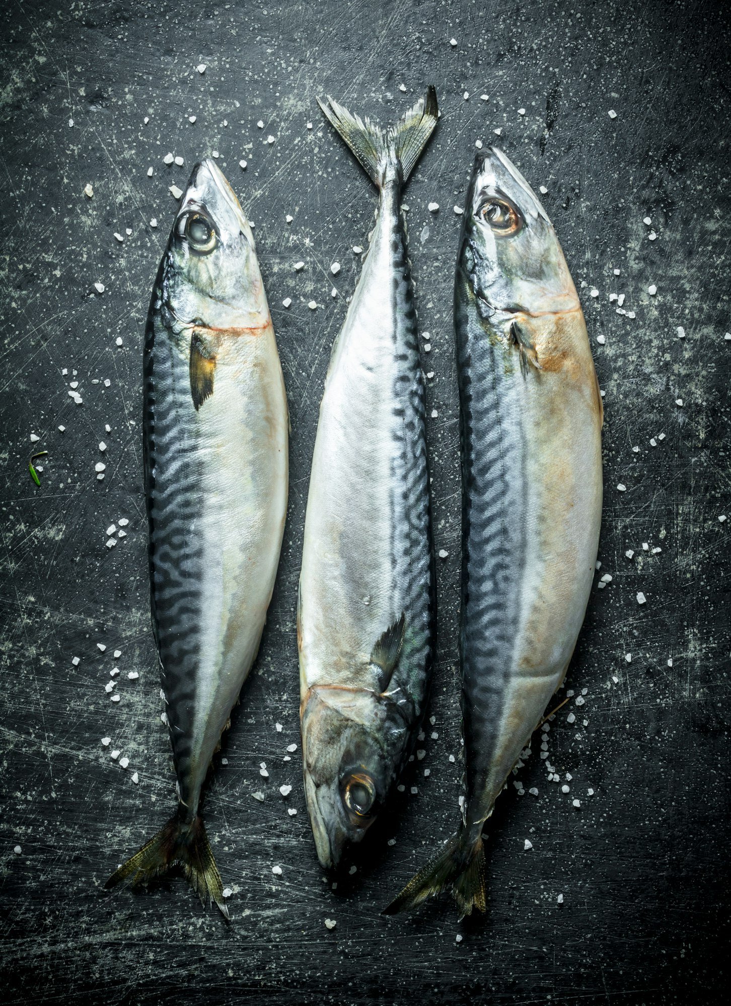 Freshly caught mackerel fish.