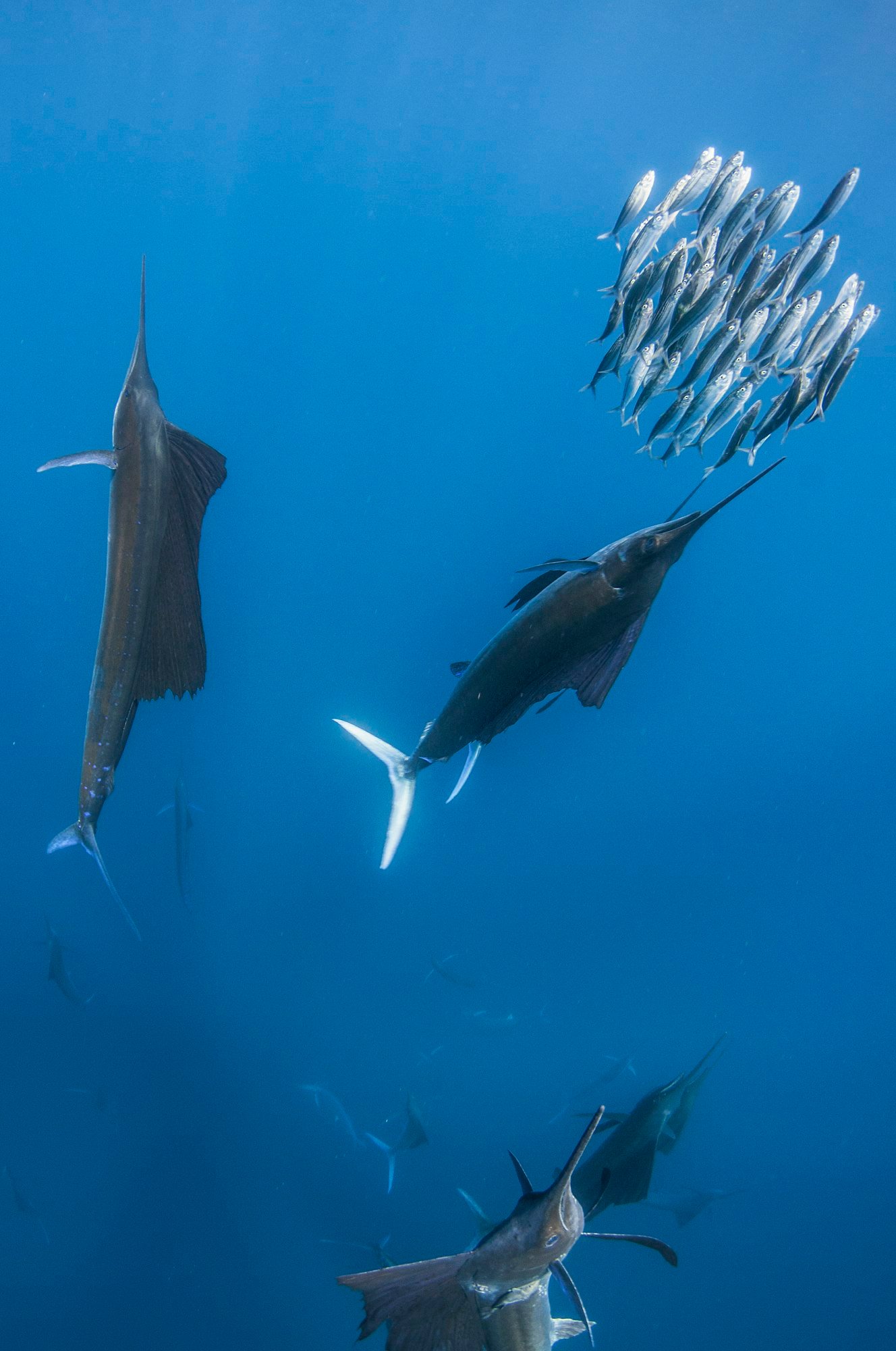 Underwater view of group of sailfish corralling sardine shoal, Contoy Island, Quintana Roo, Mexico
